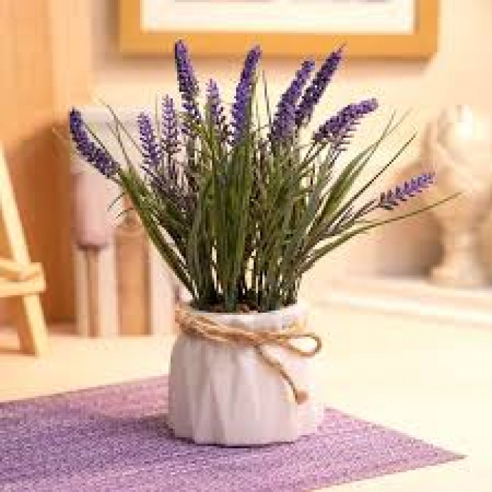 Лаванда в Текели