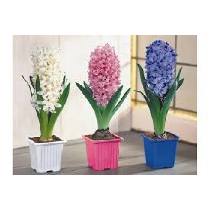 Гиацинты в Текели