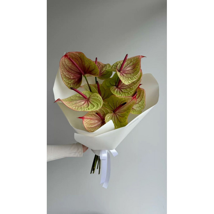 Антуриумы в Текели