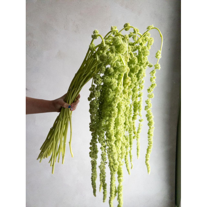 Амарантус в Текели