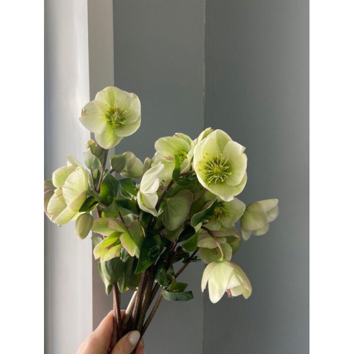 Хелеборус в Текели