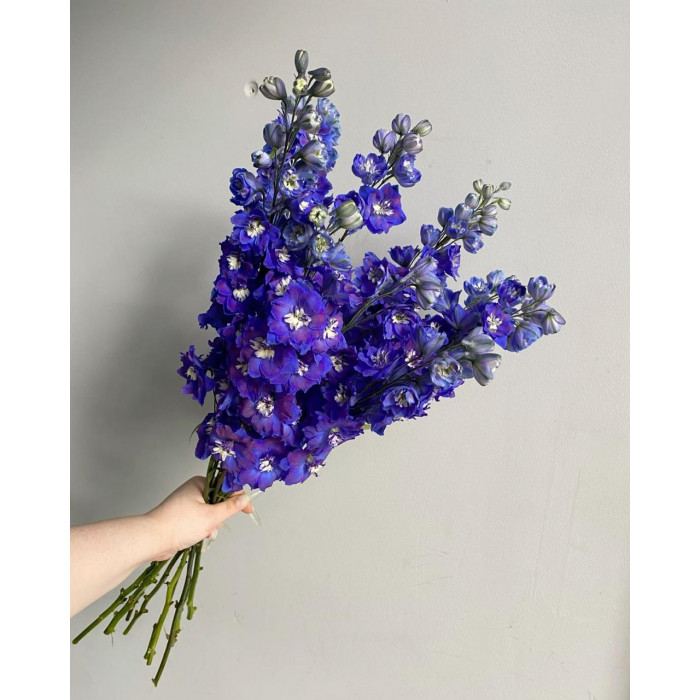 Делфиниум в Текели