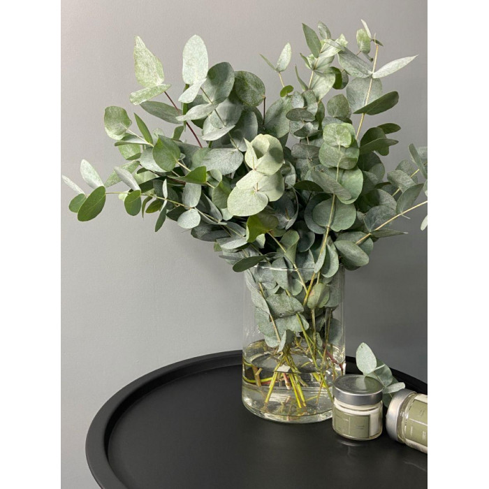 Эвкалипт в Текели