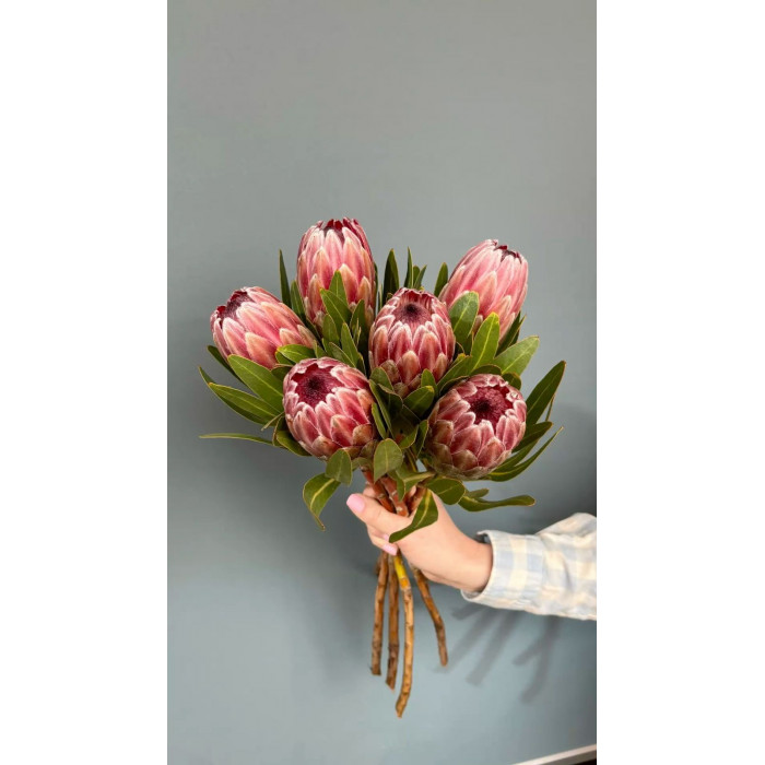 Протея в Текели