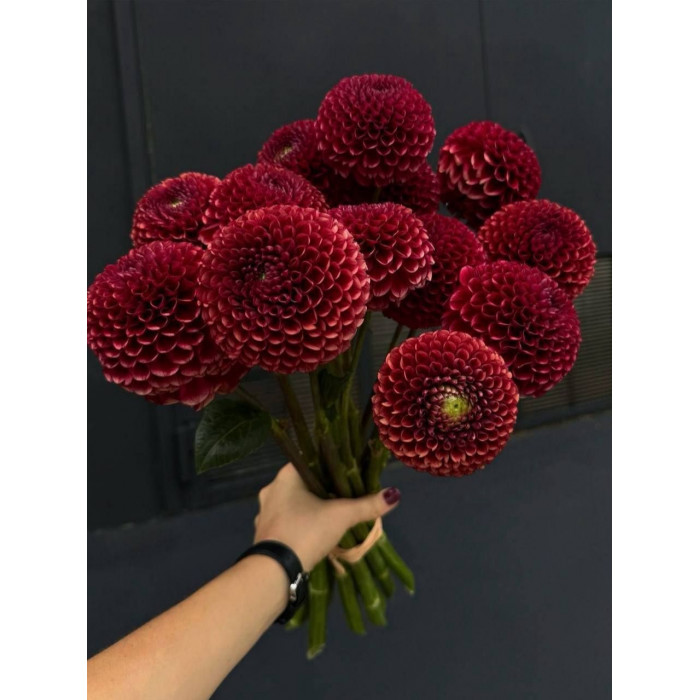 Георгины в Текели