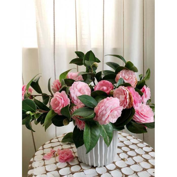 Камелия в Текели