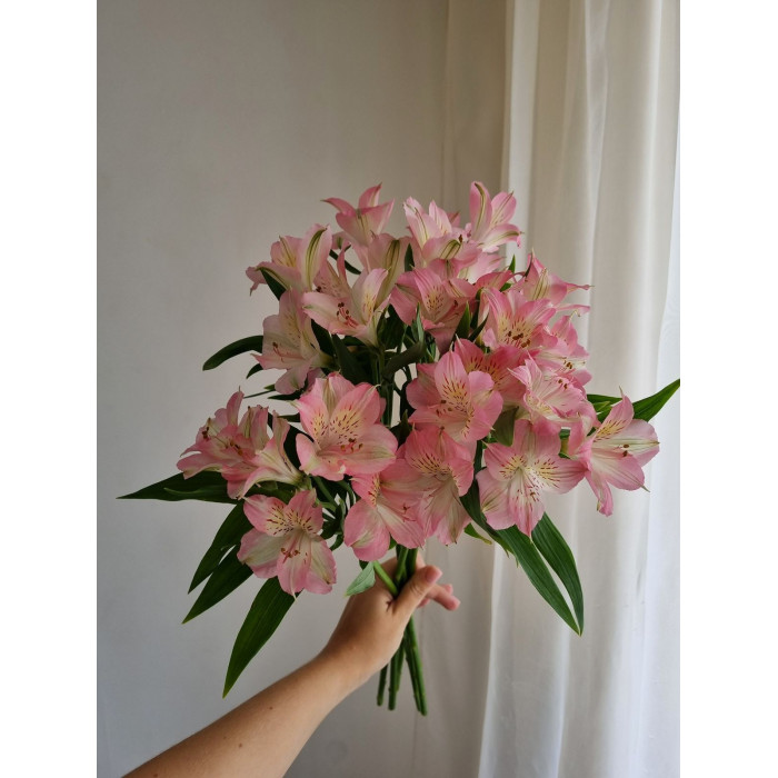 Альпиния в Текели