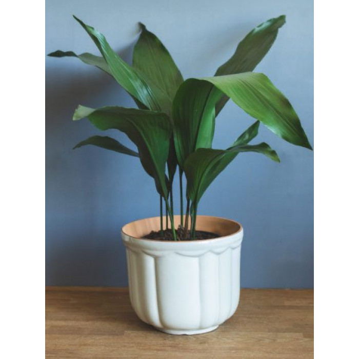 Аспидистра в Текели