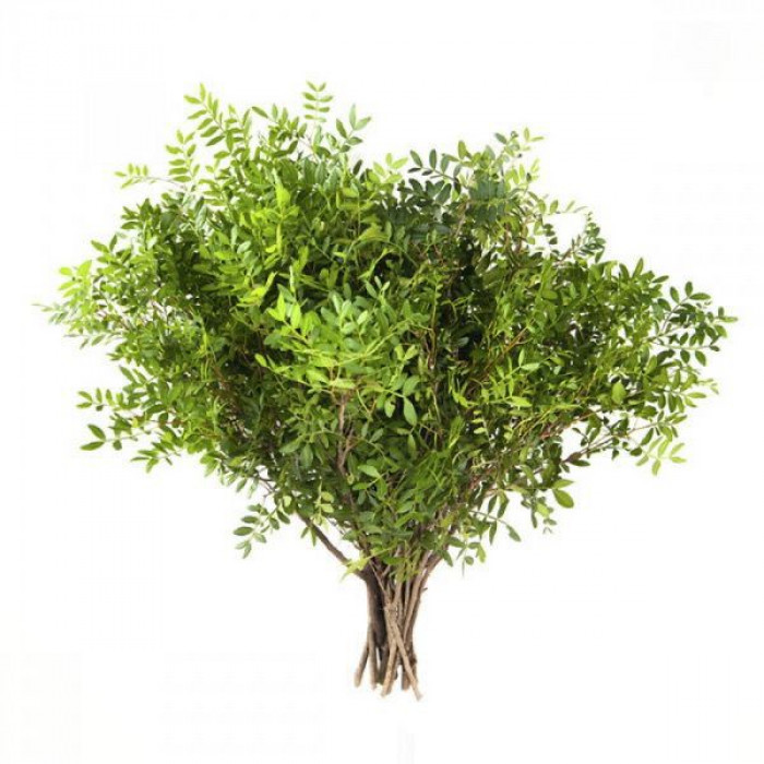 Писташ в Текели