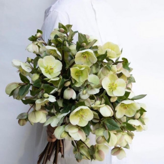 Букет из хелеборус