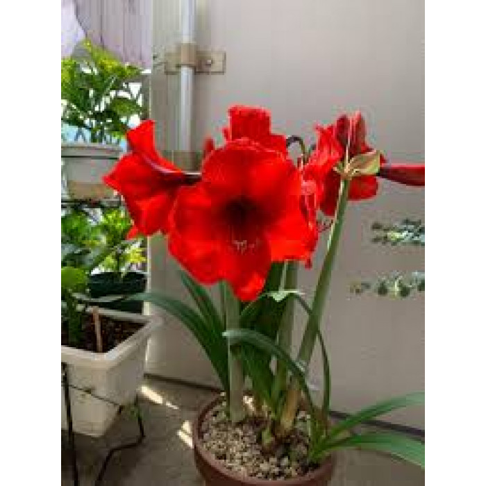 Амариллис в Текели