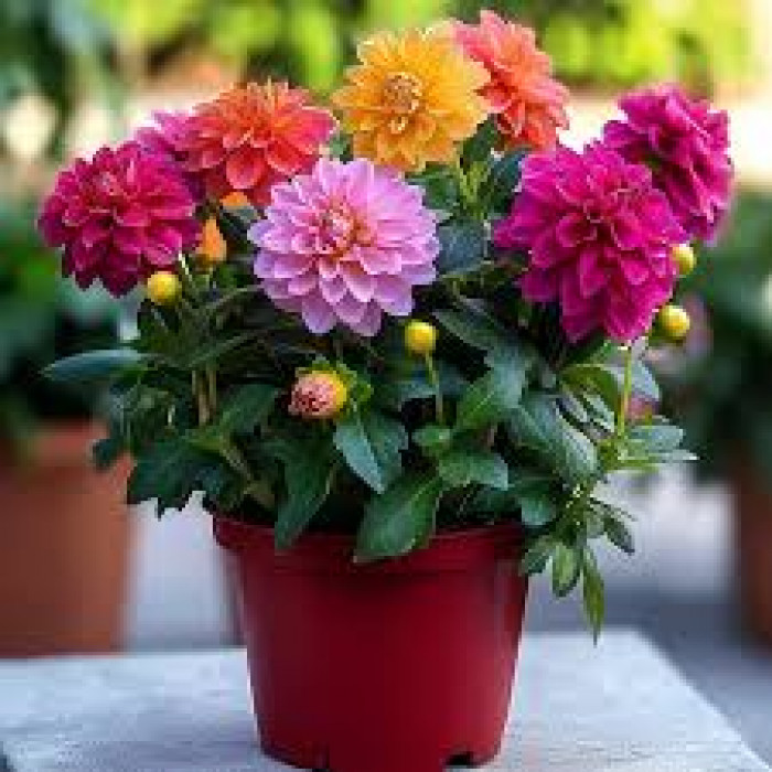 Георгины в Текели