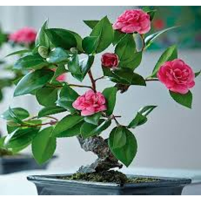 Камелия в Текели