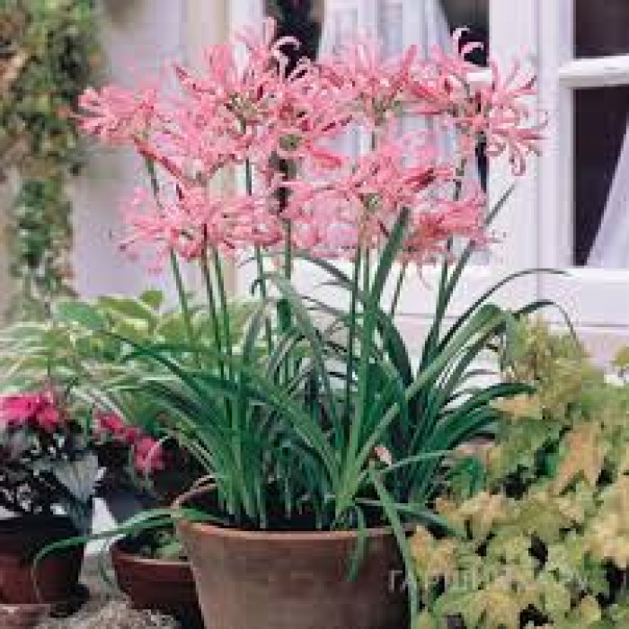 Нерине в Текели