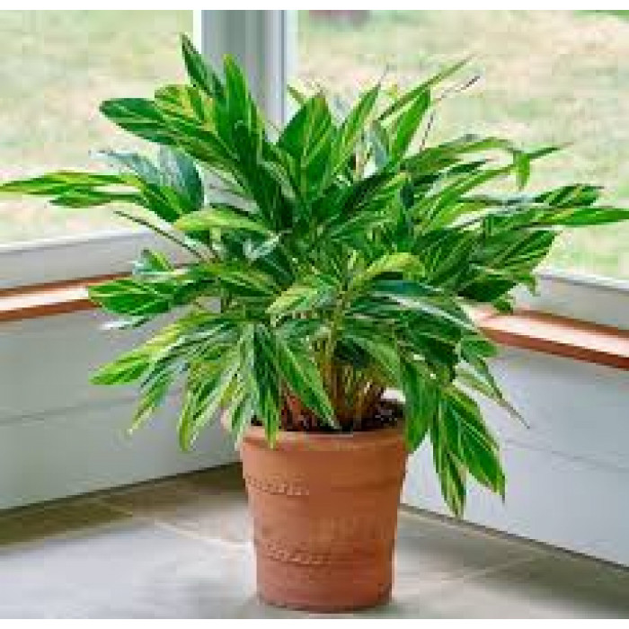 Альпиния в Текели