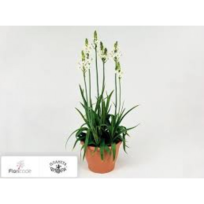 Орнитогалум в Текели