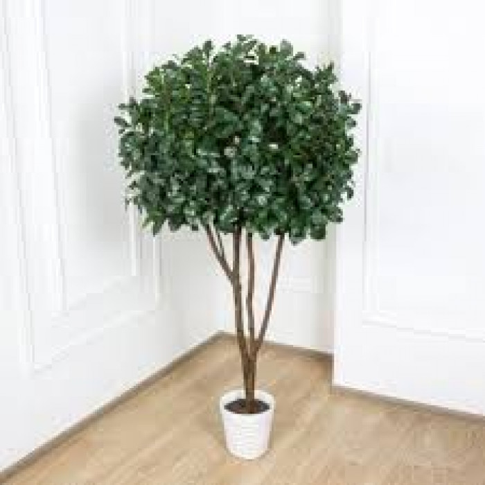 Рускус в Текели